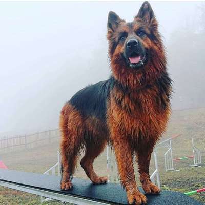 Dein Hund im Dogorama-Kalender 2021-Beitrag-Bild