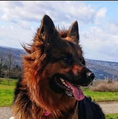 Dein Hund im Dogorama-Kalender 2021-Beitrag-Bild