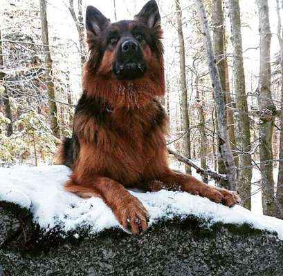 Dein Hund im Dogorama-Kalender 2021-Beitrag-Bild