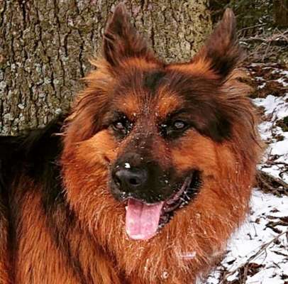 Dein Hund im Dogorama-Kalender 2021-Beitrag-Bild