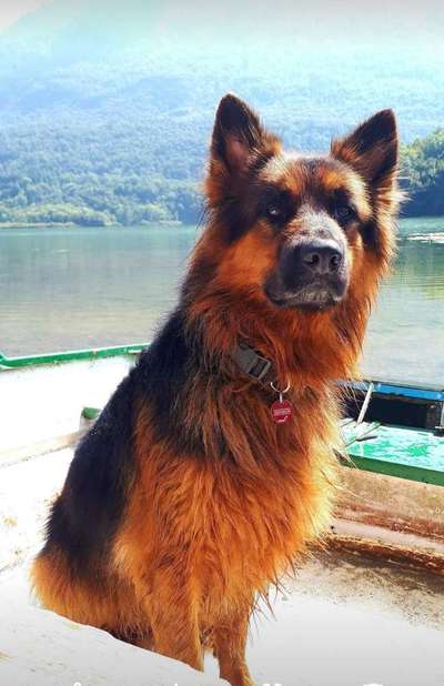 Dein Hund im Dogorama-Kalender 2021-Beitrag-Bild