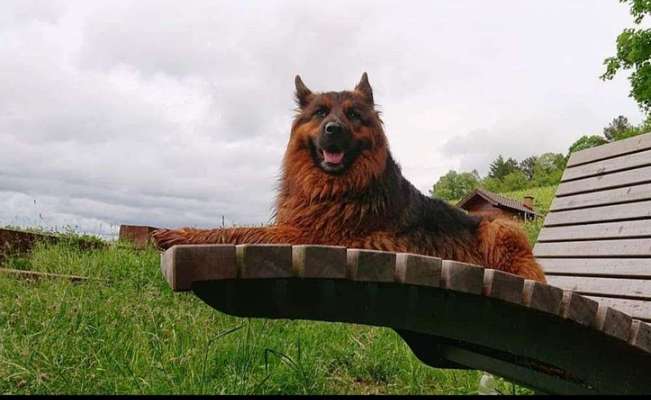 Dein Hund im Dogorama-Kalender 2021-Beitrag-Bild