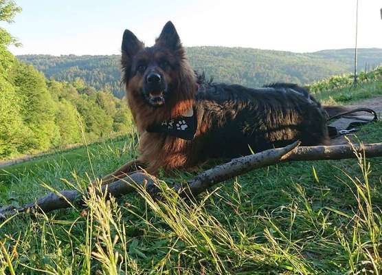 Dein Hund im Dogorama-Kalender 2021-Beitrag-Bild