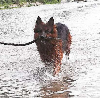 Dein Hund im Dogorama-Kalender 2021-Beitrag-Bild