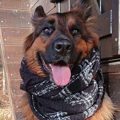 Dein Hund im Dogorama-Kalender 2021-Beitrag-Bild