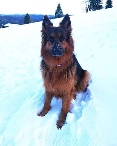 Dein Hund im Dogorama-Kalender 2021-Beitrag-Bild