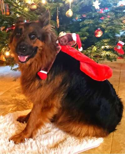 Dein Hund im Dogorama-Kalender 2021-Beitrag-Bild