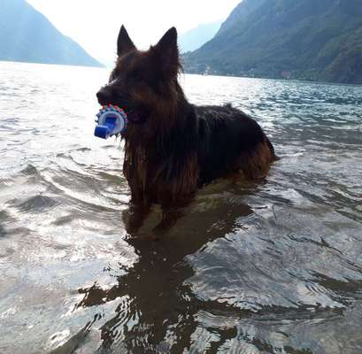 Dein Hund im Dogorama-Kalender 2021-Beitrag-Bild