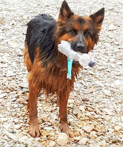 Dein Hund im Dogorama-Kalender 2021-Beitrag-Bild