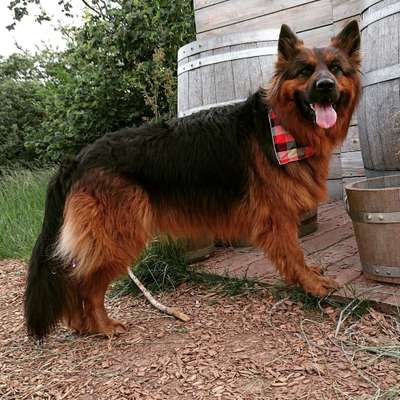 Dein Hund im Dogorama-Kalender 2021-Beitrag-Bild