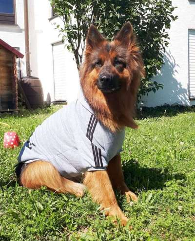 Dein Hund im Dogorama-Kalender 2021-Beitrag-Bild