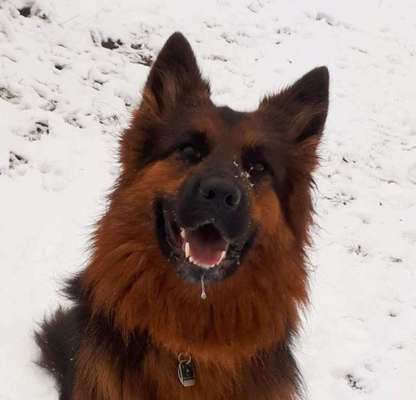 Dein Hund im Dogorama-Kalender 2021-Beitrag-Bild