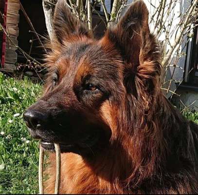 Dein Hund im Dogorama-Kalender 2021-Beitrag-Bild