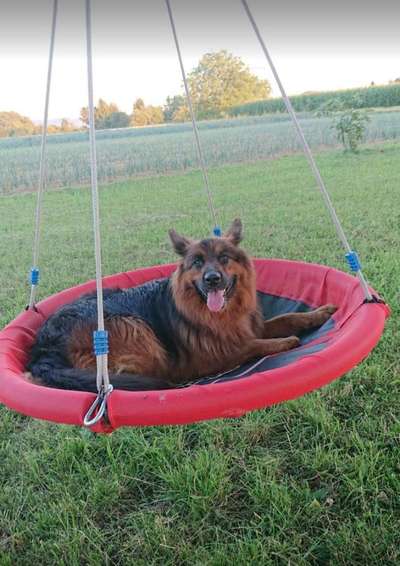 Dein Hund im Dogorama-Kalender 2021-Beitrag-Bild