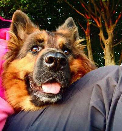 Dein Hund im Dogorama-Kalender 2021-Beitrag-Bild