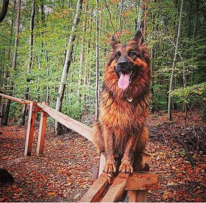 Dein Hund im Dogorama-Kalender 2021-Beitrag-Bild