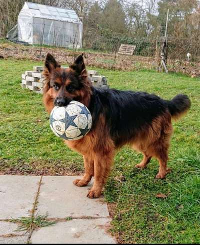 Dein Hund im Dogorama-Kalender 2021-Beitrag-Bild