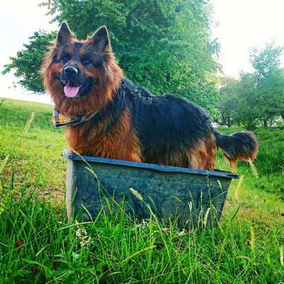 Dein Hund im Dogorama-Kalender 2021-Beitrag-Bild