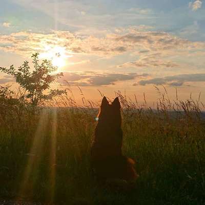 Dein Hund im Dogorama-Kalender 2021-Beitrag-Bild
