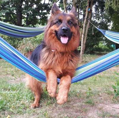 Dein Hund im Dogorama-Kalender 2021-Beitrag-Bild