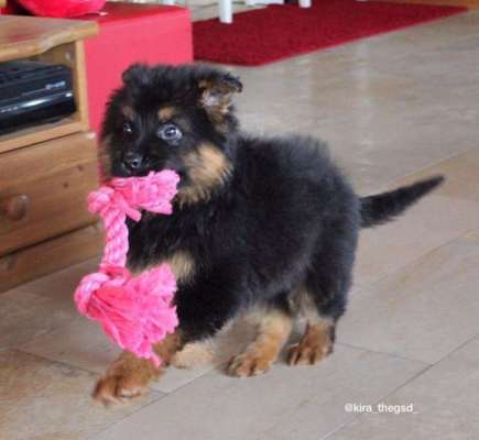 Dein Hund im Dogorama-Kalender 2021-Beitrag-Bild