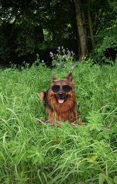 Dein Hund im Dogorama-Kalender 2021-Beitrag-Bild