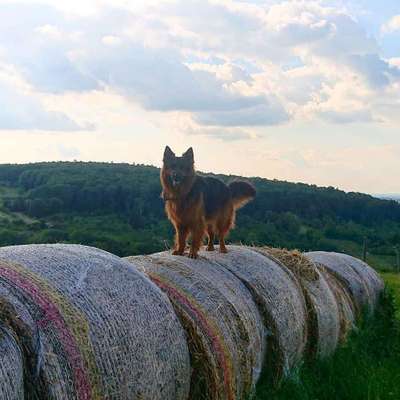 Dein Hund im Dogorama-Kalender 2021-Beitrag-Bild