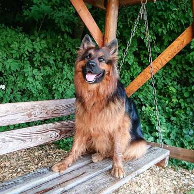 Dein Hund im Dogorama-Kalender 2021-Beitrag-Bild