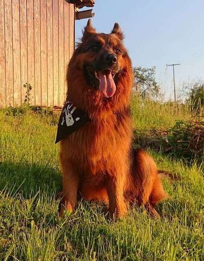 Dein Hund im Dogorama-Kalender 2021-Beitrag-Bild