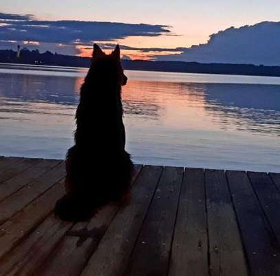 Dein Hund im Dogorama-Kalender 2021-Beitrag-Bild