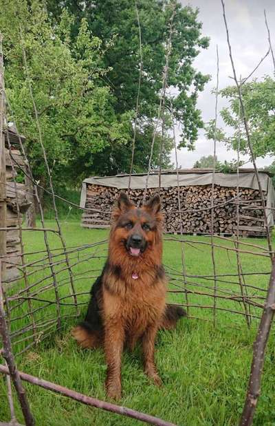 Dein Hund im Dogorama-Kalender 2021-Beitrag-Bild