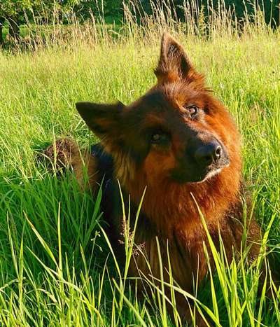 Dein Hund im Dogorama-Kalender 2021-Beitrag-Bild