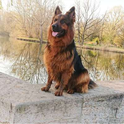 Dein Hund im Dogorama-Kalender 2021-Beitrag-Bild