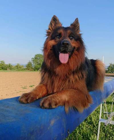 Dein Hund im Dogorama-Kalender 2021-Beitrag-Bild