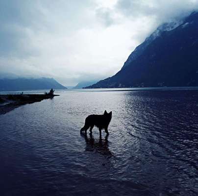 Dein Hund im Dogorama-Kalender 2021-Beitrag-Bild