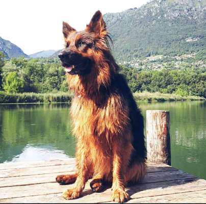 Dein Hund im Dogorama-Kalender 2021-Beitrag-Bild