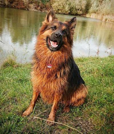 Dein Hund im Dogorama-Kalender 2021-Beitrag-Bild