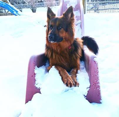 Dein Hund im Dogorama-Kalender 2021-Beitrag-Bild