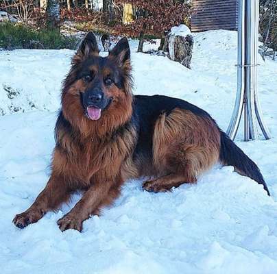 Dein Hund im Dogorama-Kalender 2021-Beitrag-Bild