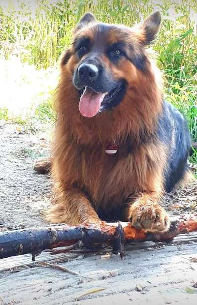 Dein Hund im Dogorama-Kalender 2021-Beitrag-Bild