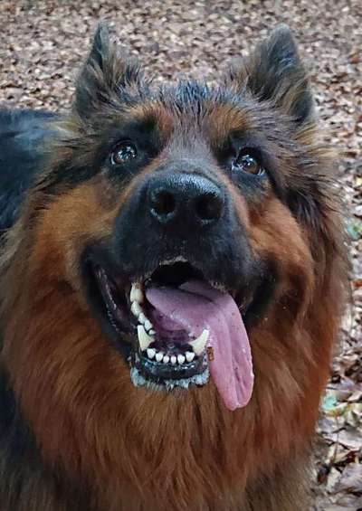 Dein Hund im Dogorama-Kalender 2021-Beitrag-Bild