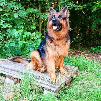 Dein Hund im Dogorama-Kalender 2021-Beitrag-Bild