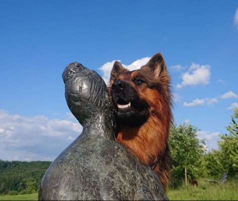 Dein Hund im Dogorama-Kalender 2021-Beitrag-Bild