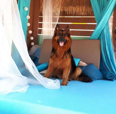 Dein Hund im Dogorama-Kalender 2021-Beitrag-Bild