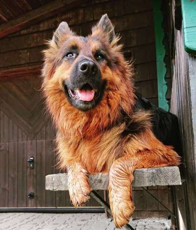 Dein Hund im Dogorama-Kalender 2021-Beitrag-Bild