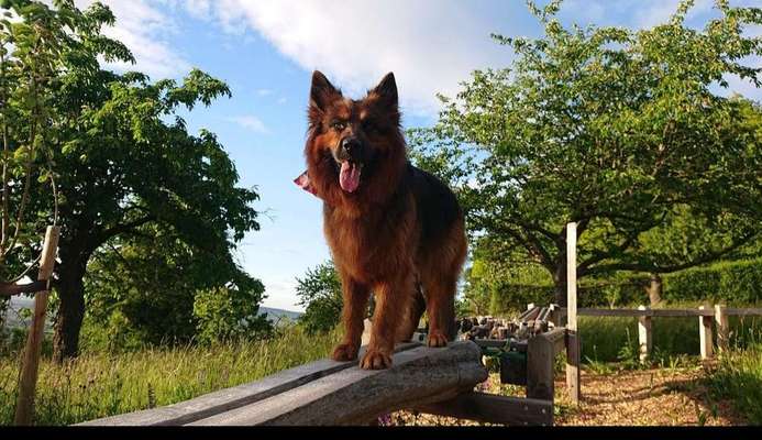 Dein Hund im Dogorama-Kalender 2021-Beitrag-Bild