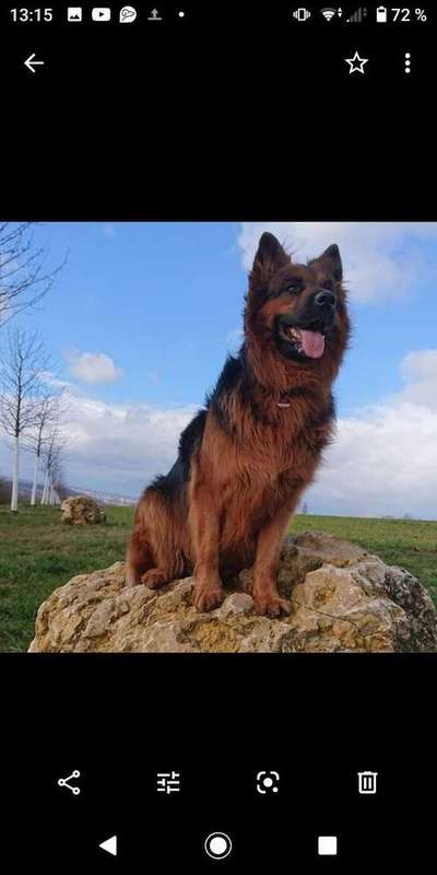 Dein Hund im Dogorama-Kalender 2021-Beitrag-Bild