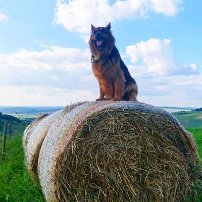 Dein Hund im Dogorama-Kalender 2021-Beitrag-Bild