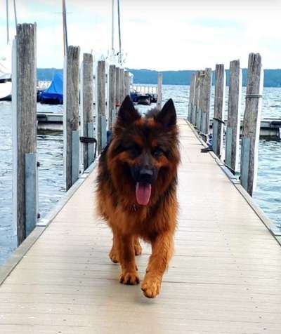 Dein Hund im Dogorama-Kalender 2021-Beitrag-Bild