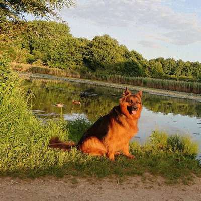 Dein Hund im Dogorama-Kalender 2021-Beitrag-Bild